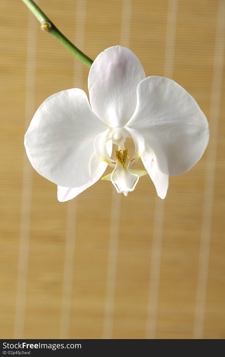 Branch of beautiful white orchid