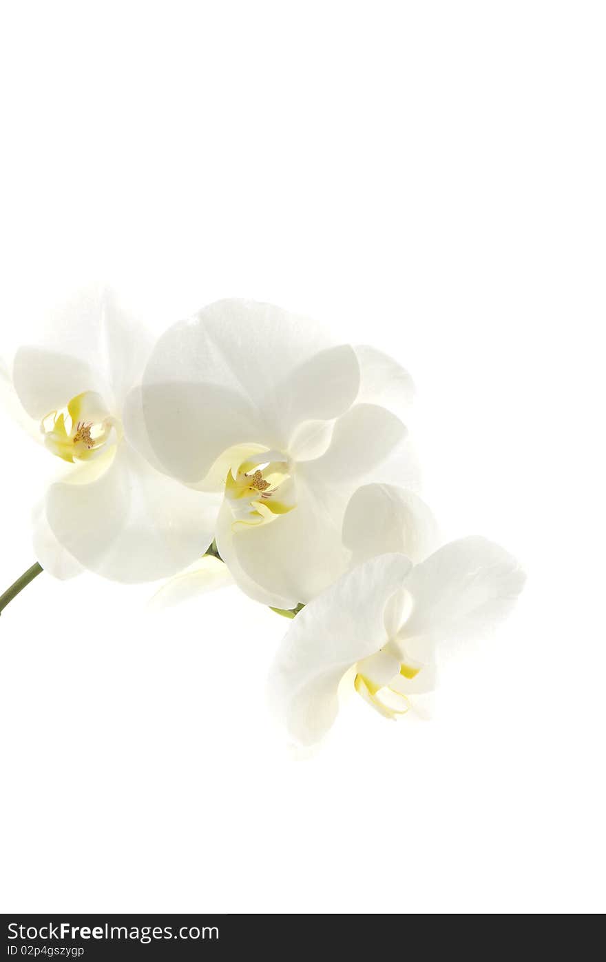 White orchid