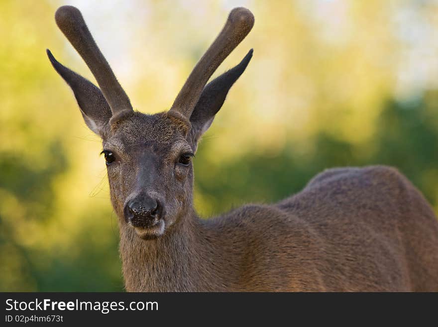 Young blacktail buck in velvet against diffuse background. Young blacktail buck in velvet against diffuse background.