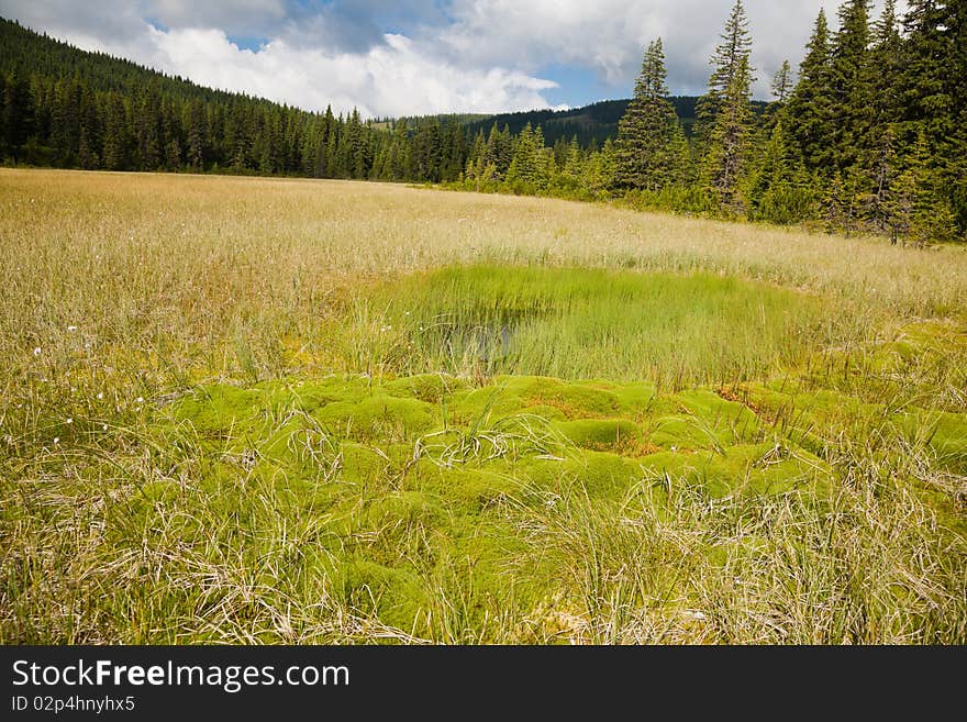 Beautiful summer landscape of a bog in Cindrel Mountains in Romania. Beautiful summer landscape of a bog in Cindrel Mountains in Romania.