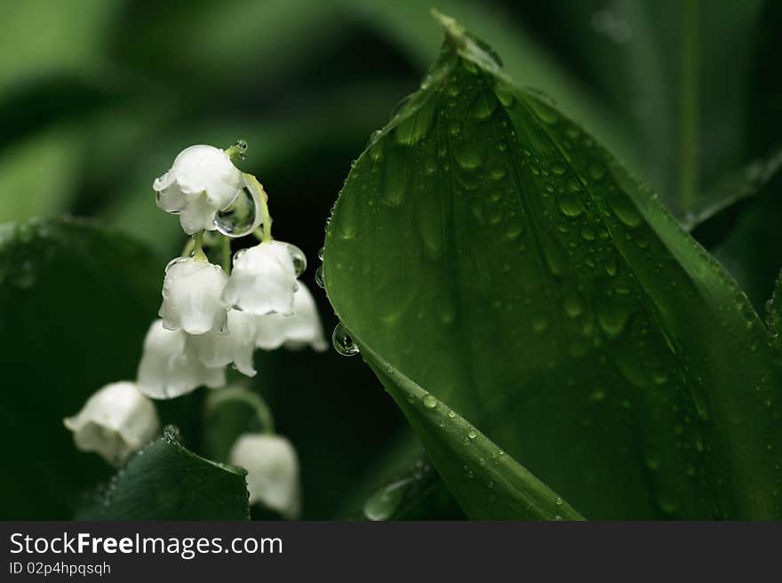 Lily of the valley after the rain. Lily of the valley after the rain.