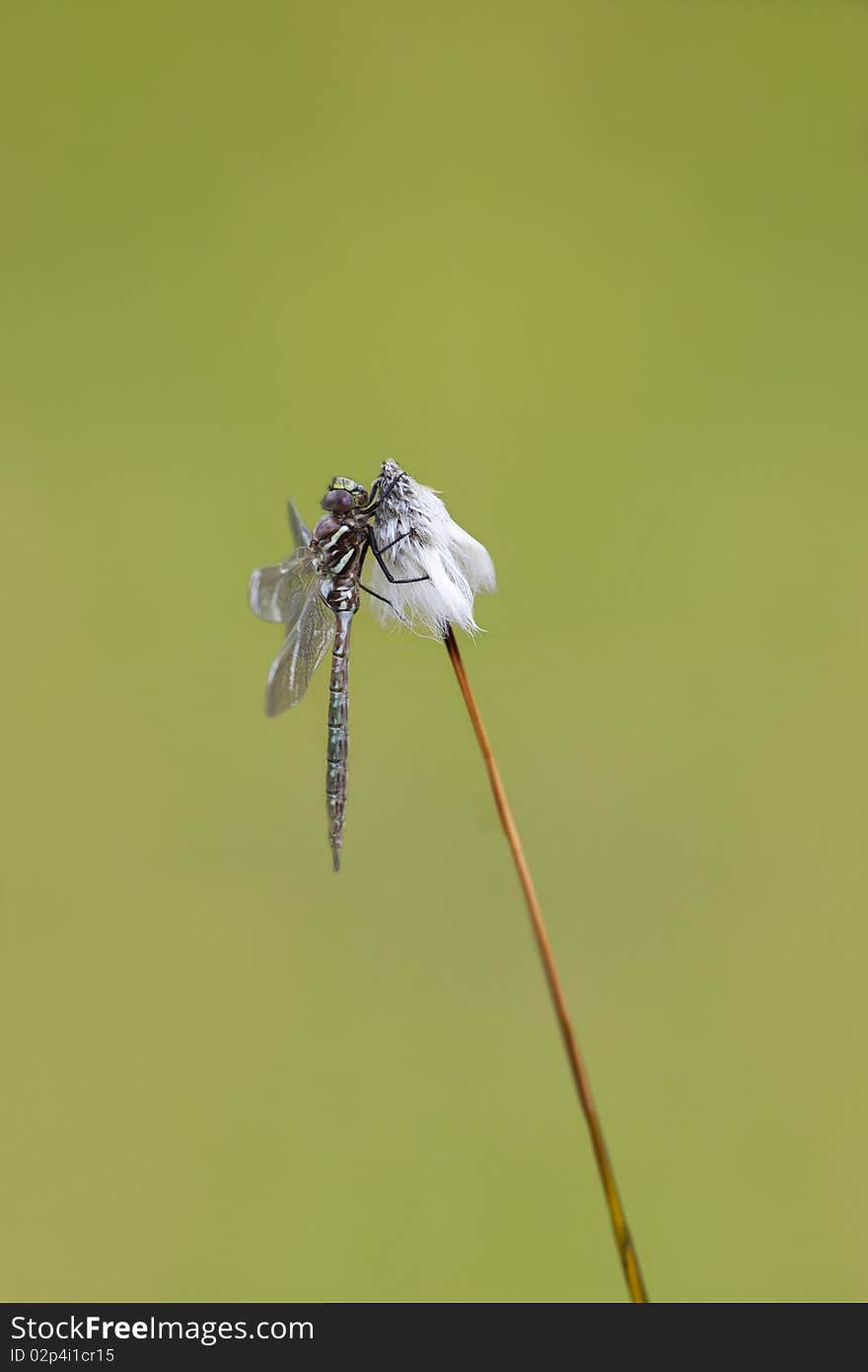 Freshly out of the exuvia a Common Hawker sitting on Cottongrass