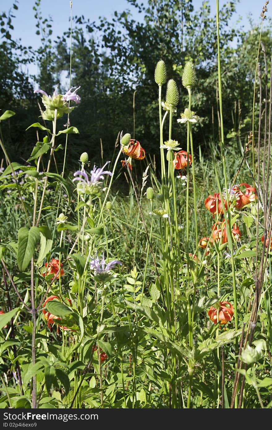 Michigan Wild Lily (Lilium Michiganense)