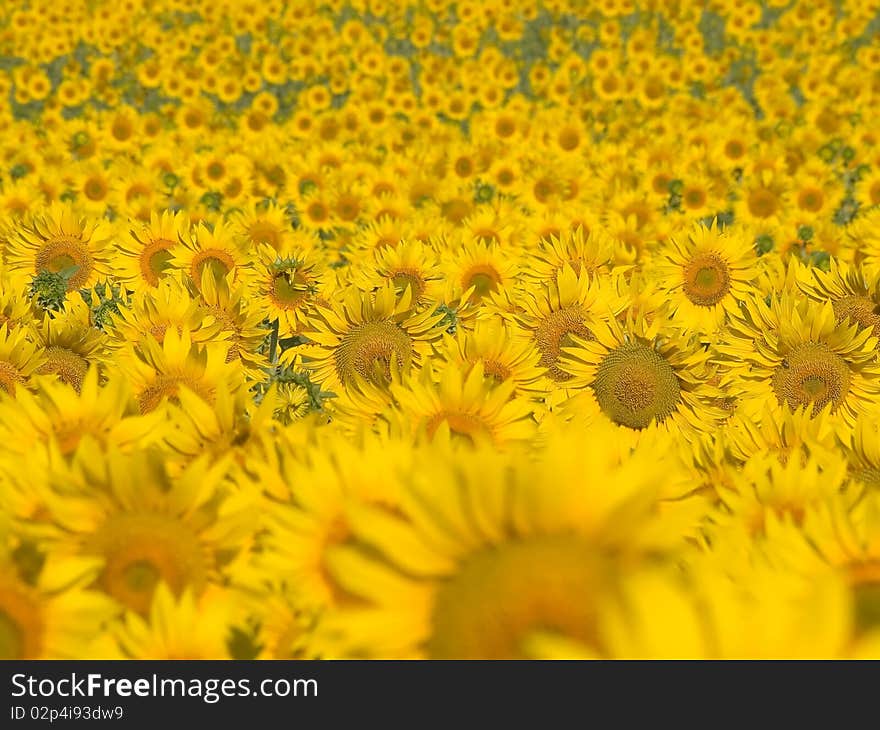 Yellow blossoming sunflowers field background. Yellow blossoming sunflowers field background.