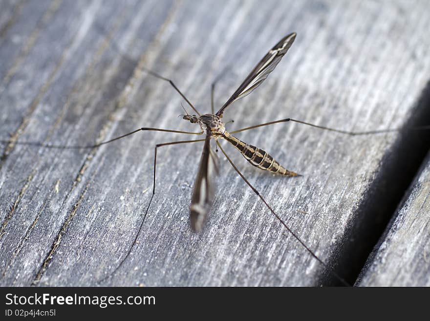 Male Mosquito (Culicidae)