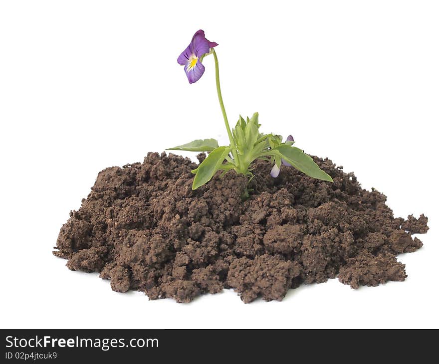 Single flower growing in the earth isolated on white background