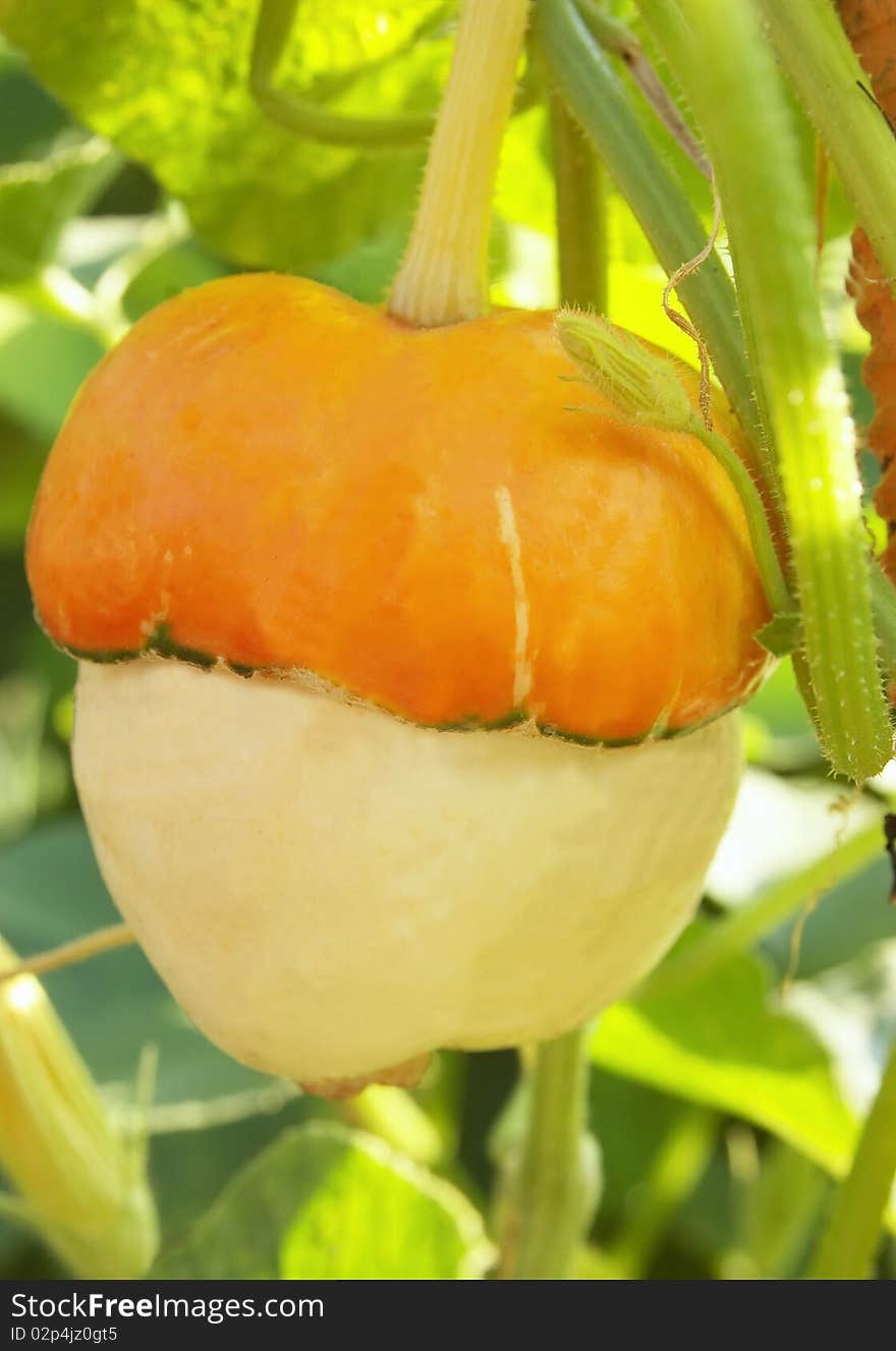 Decorative gourds close up against leaves