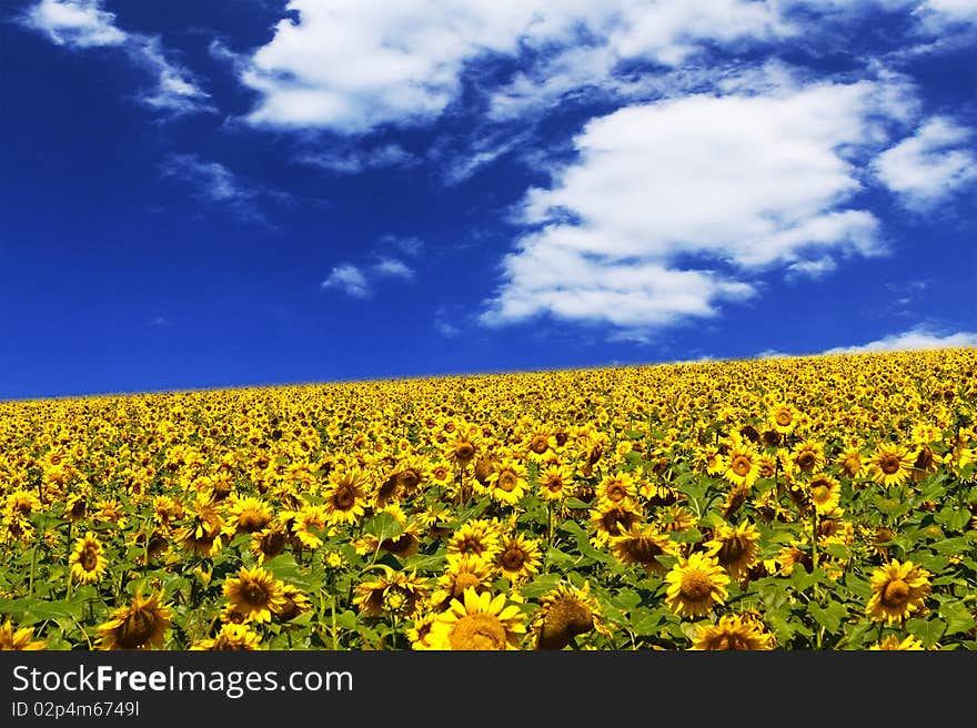 Sunflower field over cloudy blue sky