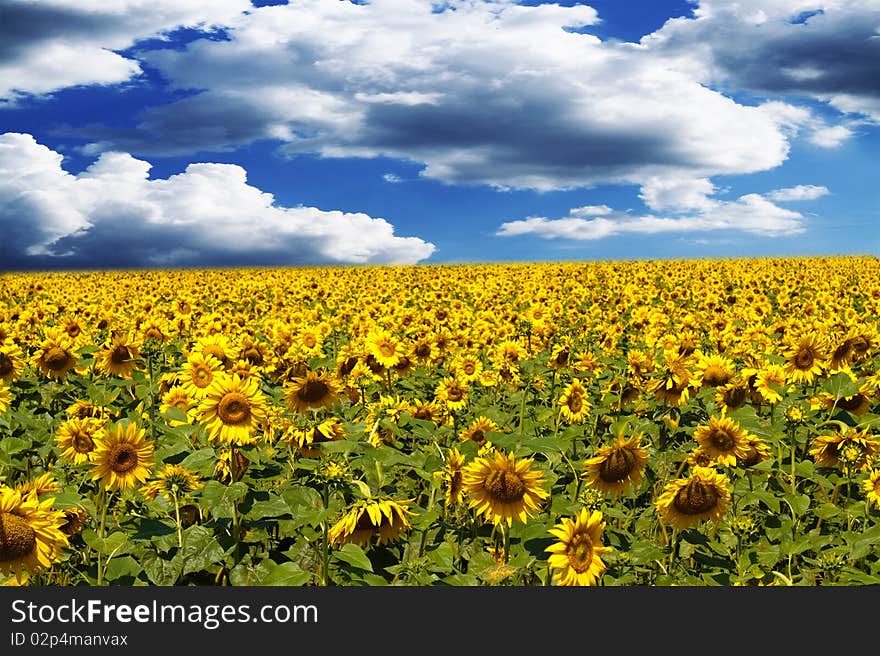 Sunflower field over cloudy blue sky