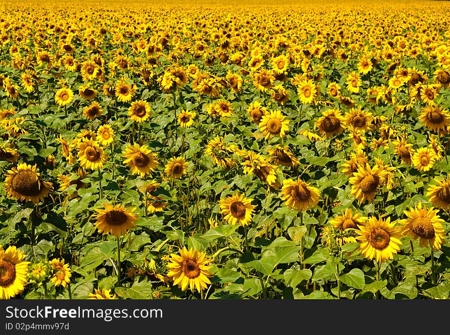 Sunflower field over cloudy blue sky