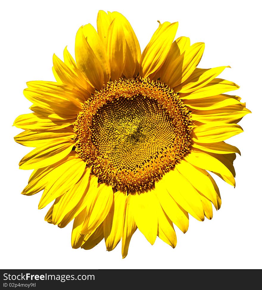 Sunflower isolated on white background