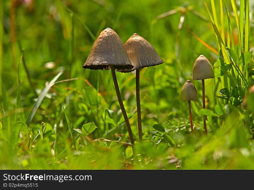 Toadstools on a green meadow