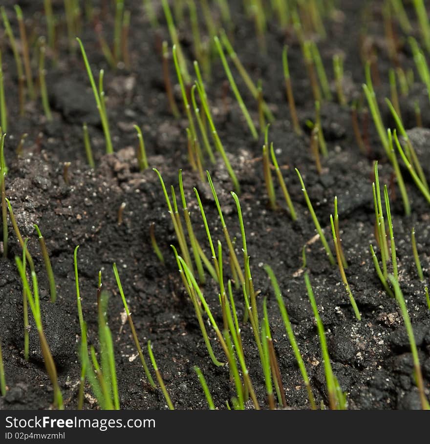 Green grass on the ground