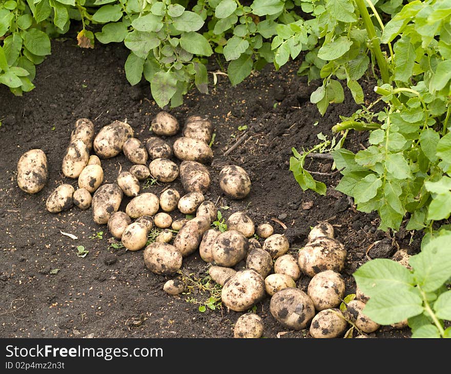 Freshly potatoes lying on the damp ground