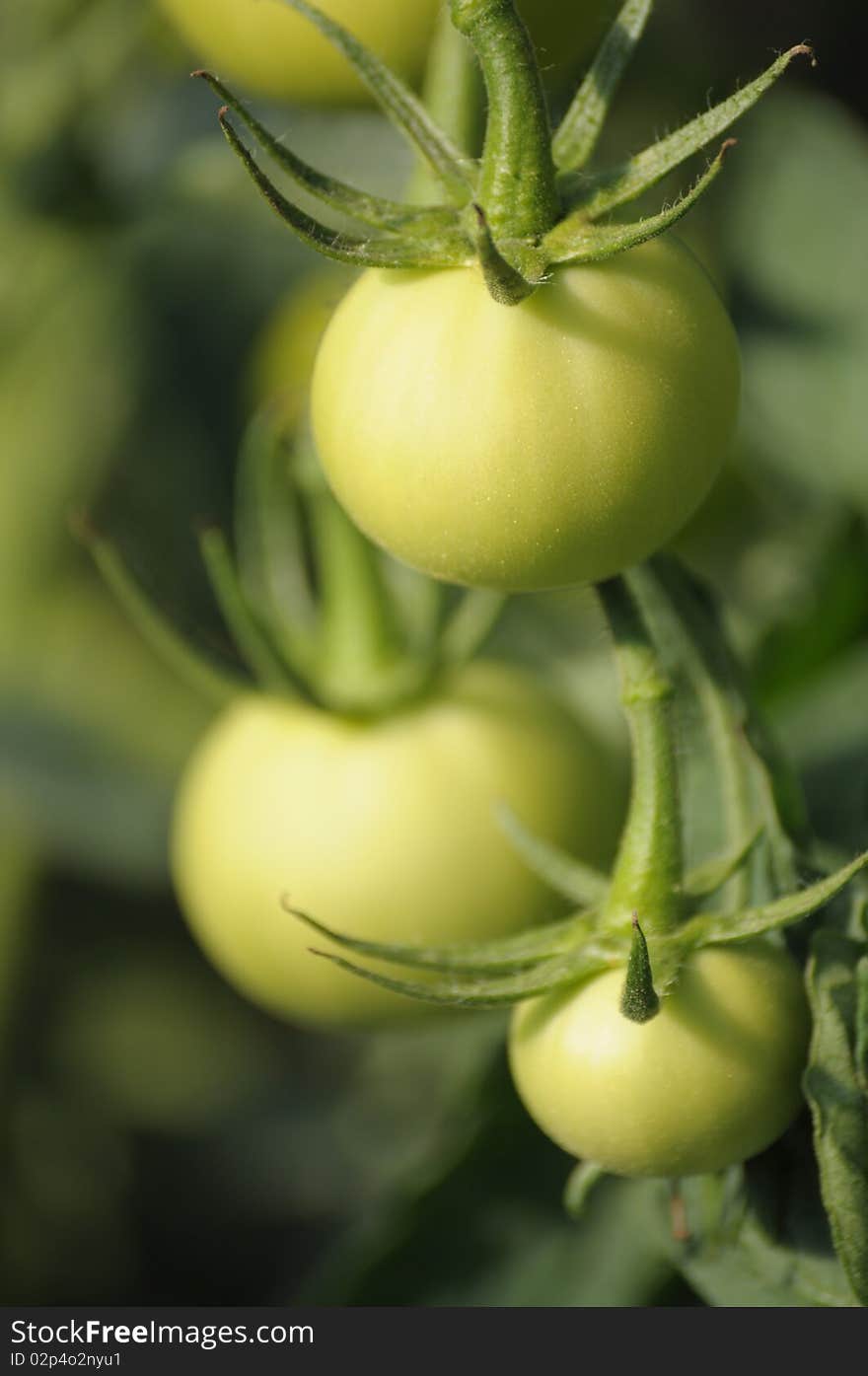 Fresh tomatoes growing in a country garden. Fresh tomatoes growing in a country garden.