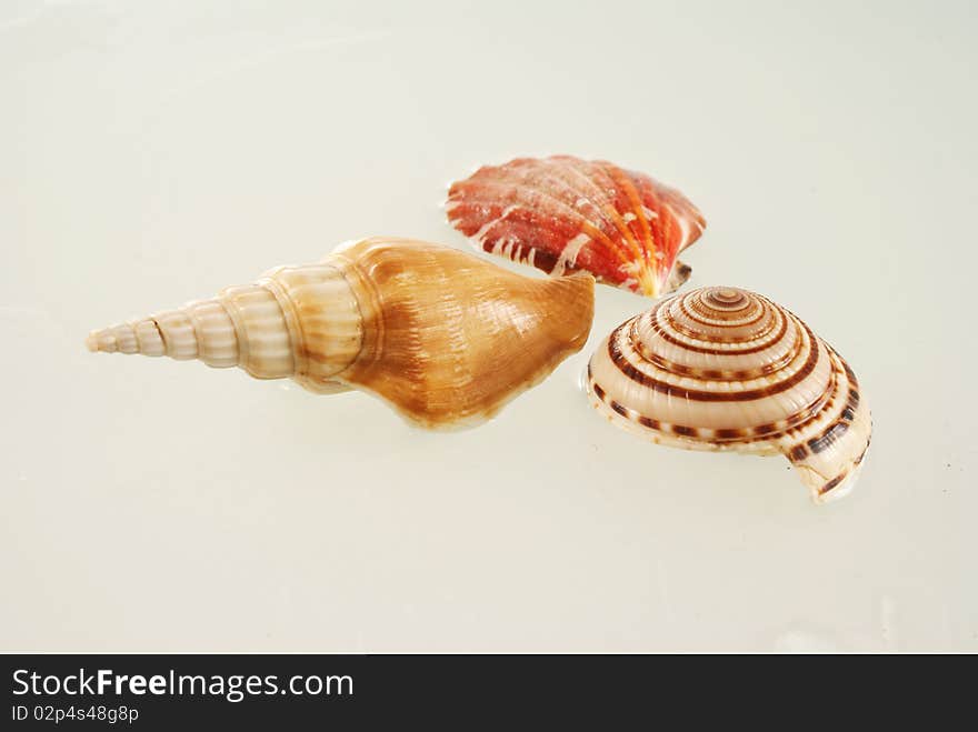 Seashells