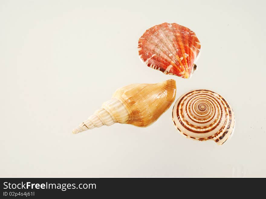 Seashell