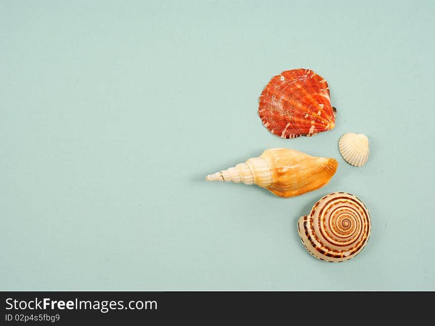 Seashell