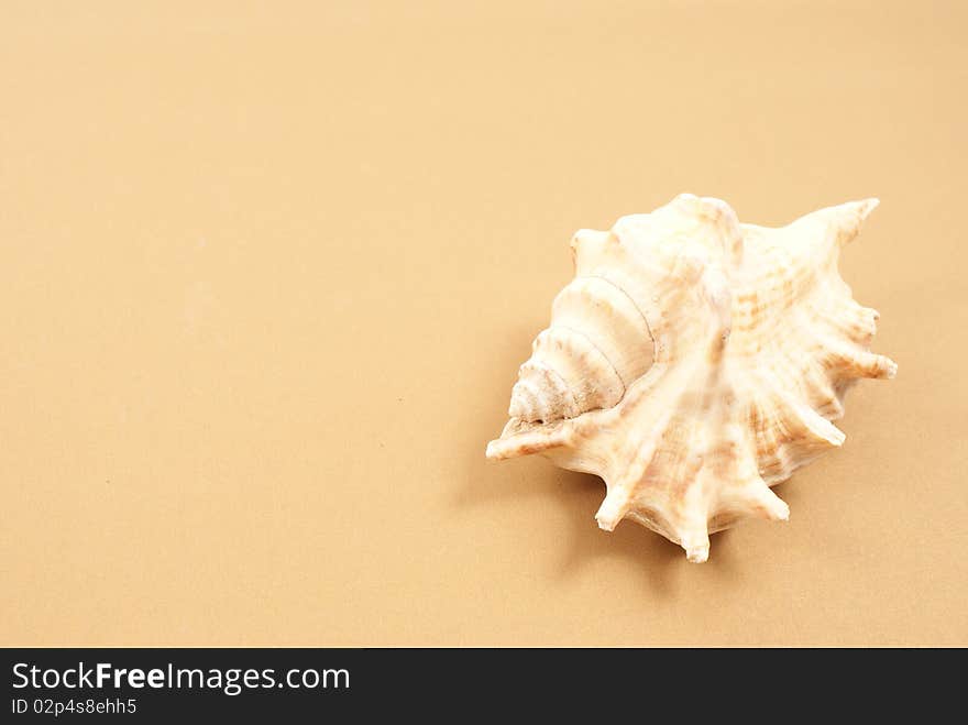 Seashell