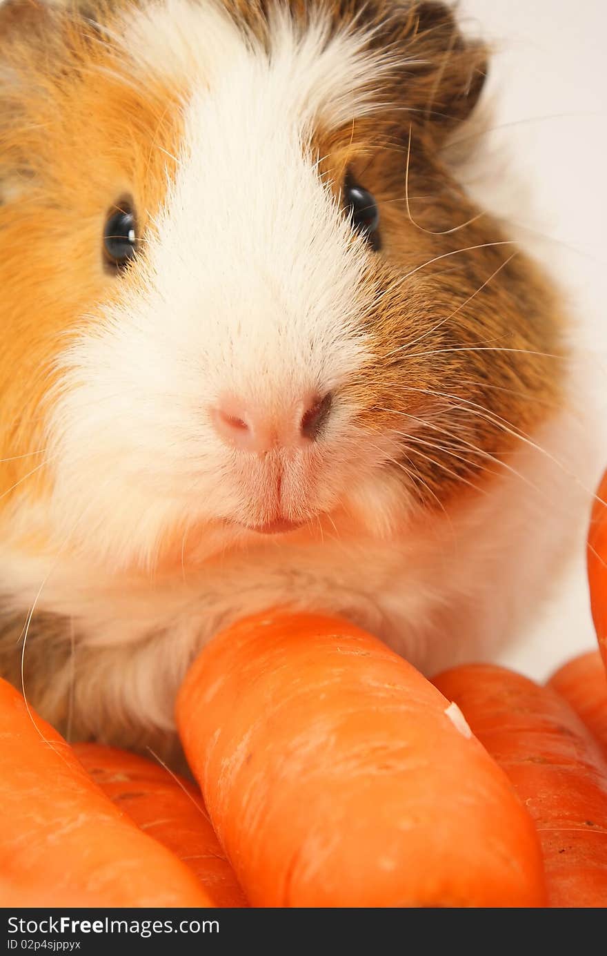 Guinea Pig