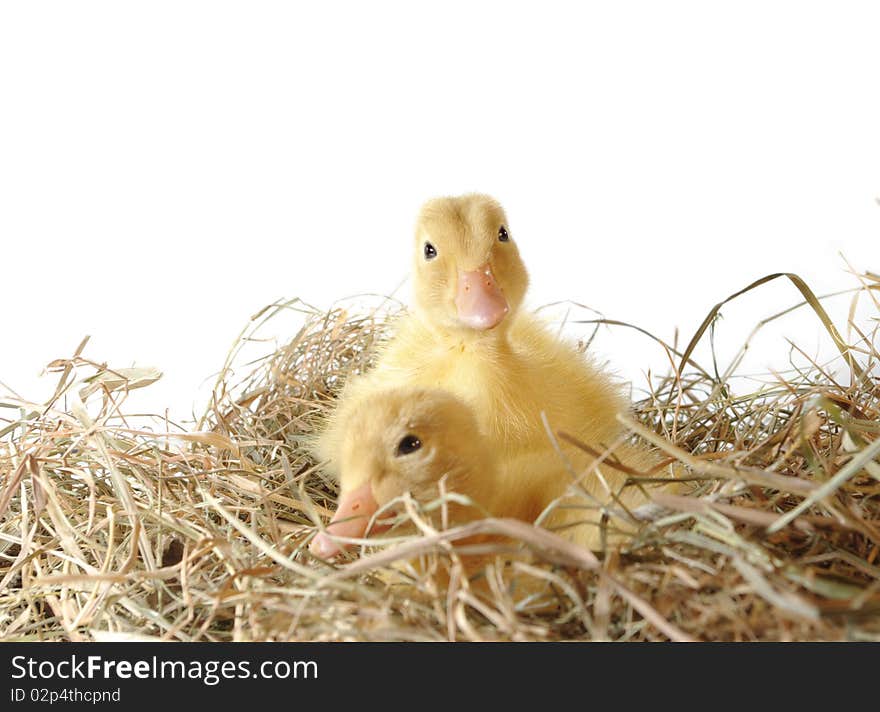 Two nestlings in nest on white background