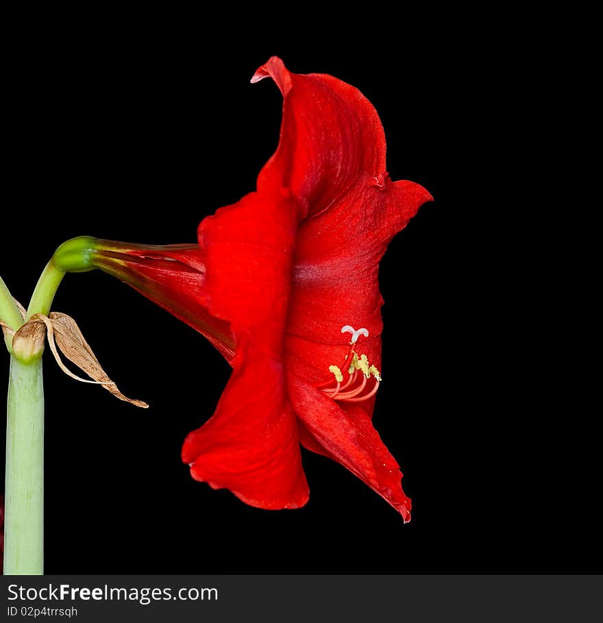 The photos are beautiful varietal collection of flowers in the sunlight. The photos are beautiful varietal collection of flowers in the sunlight