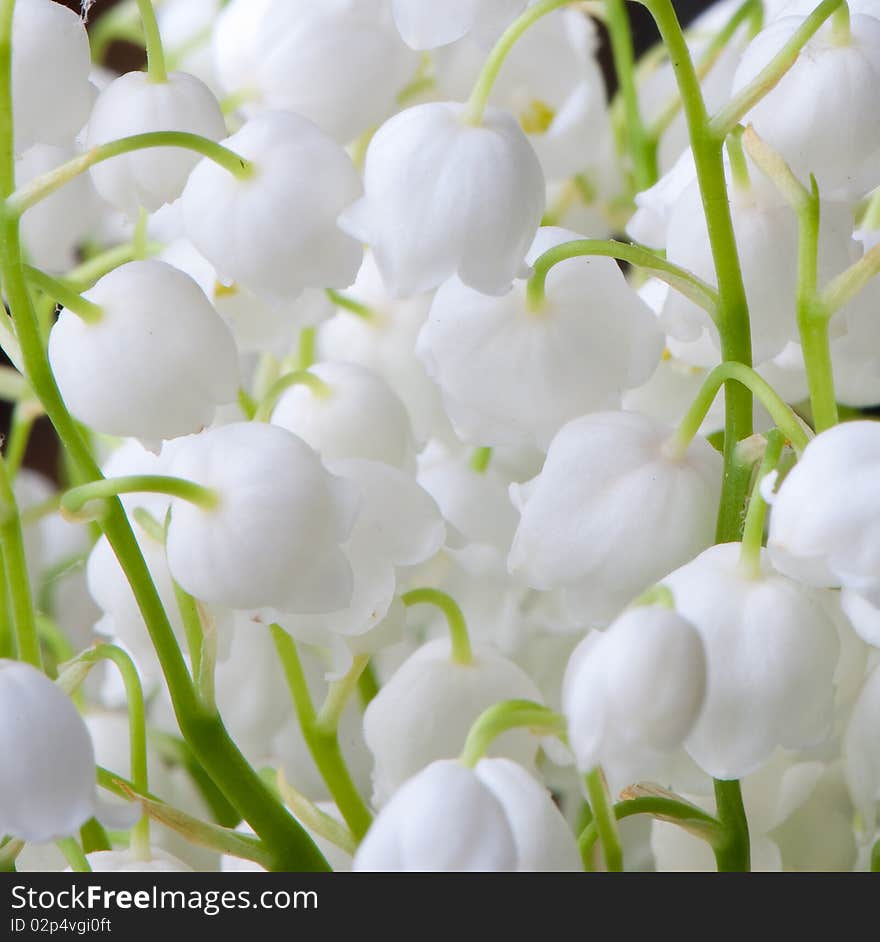 The photos are beautiful varietal collection of flowers in the sunlight