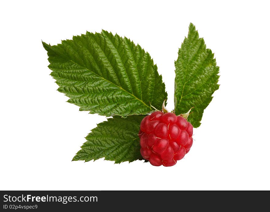 Red raspberry with green leaves