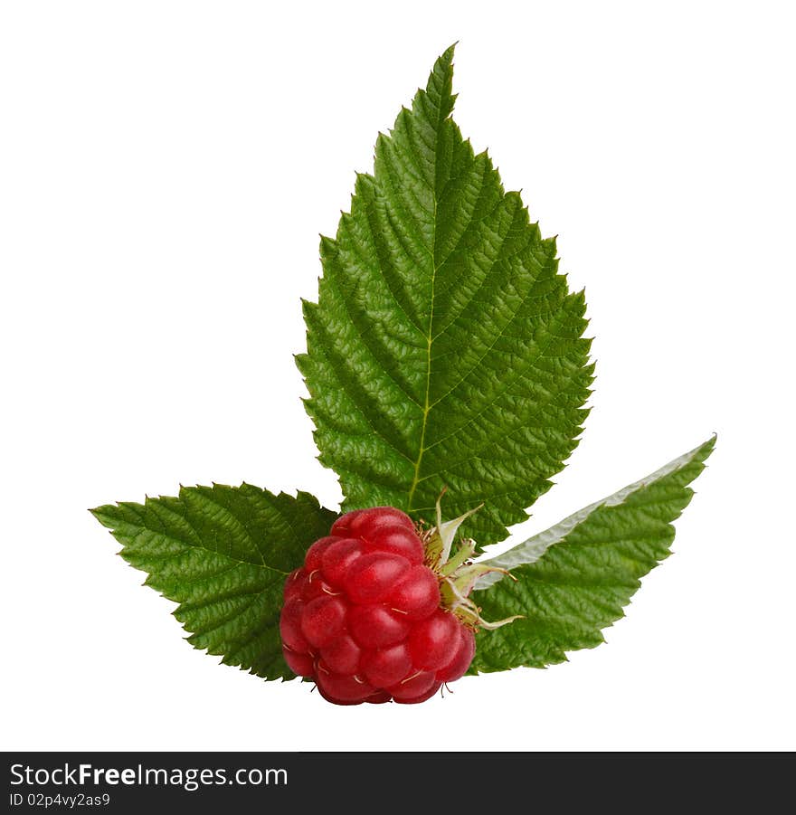 Red raspberry with green leaves