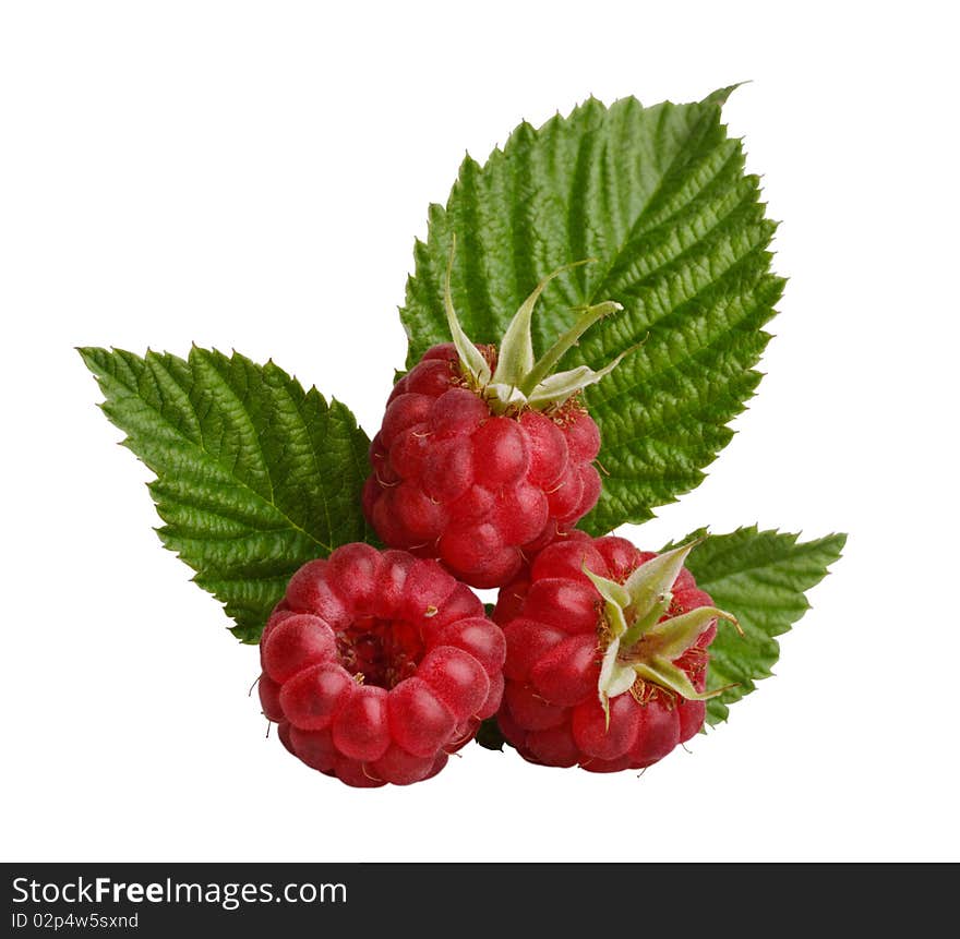 Red raspberry with green leaves