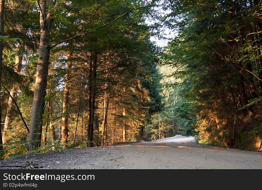 Sunset in fir forest