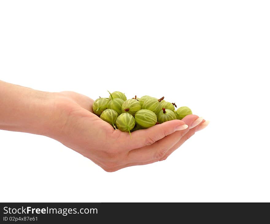 Ripe gooseberries in his hand