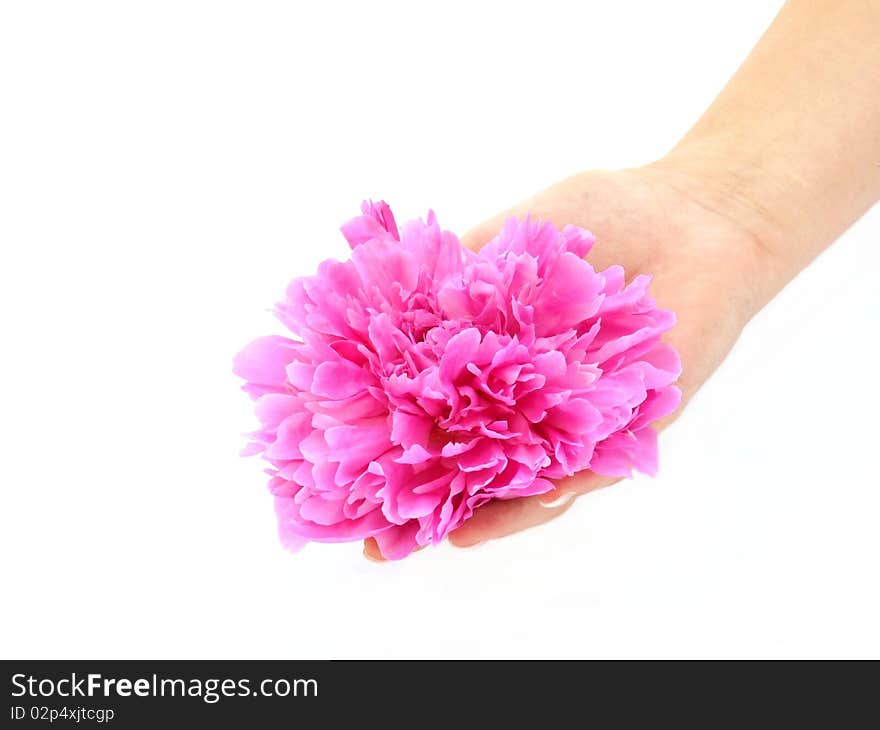 Peony In Her Hand