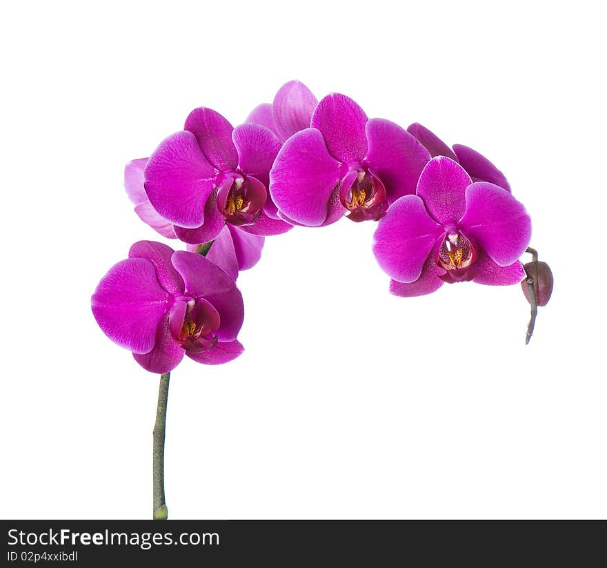 Background of fresh flowers photographed in the studio. Background of fresh flowers photographed in the studio