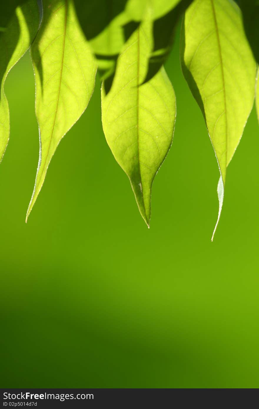 Green leaves in a clear green background