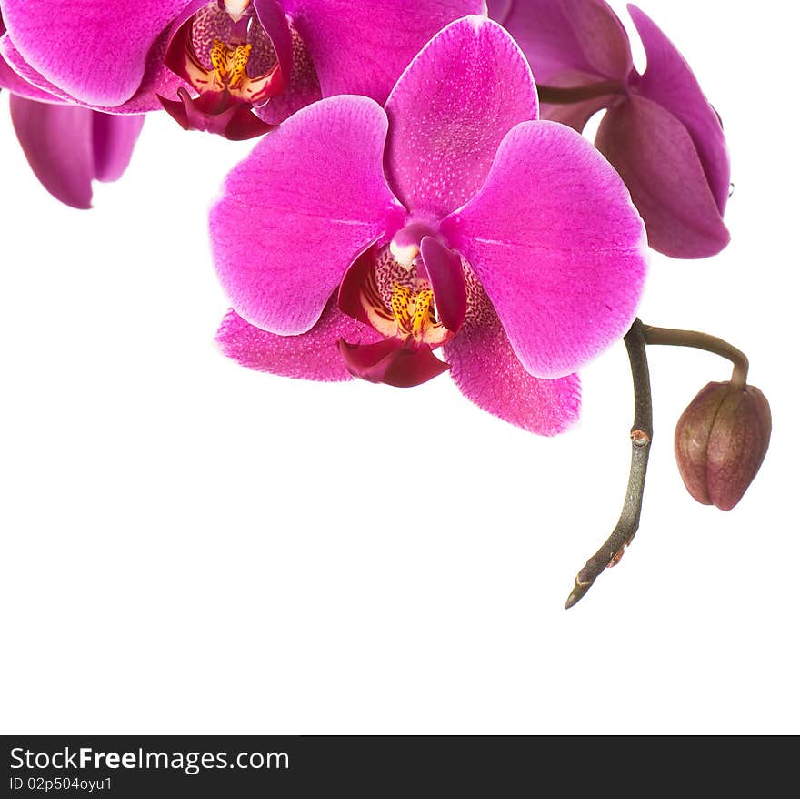 Background of fresh flowers photographed in the studio. Background of fresh flowers photographed in the studio