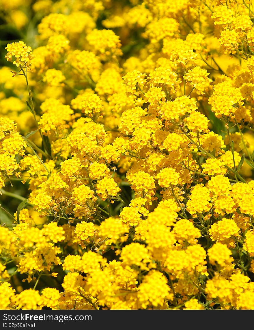 The photos are beautiful varietal collection of flowers in the sunlight