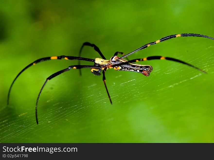 Large spider in the center of a web on a green background