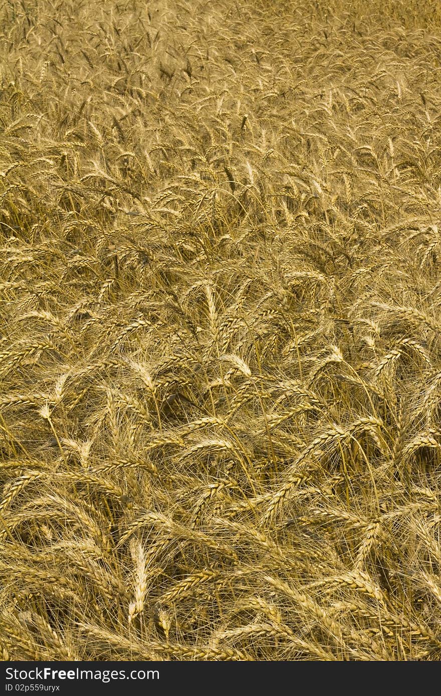 Mid view of a field of wheat or corn. Mid view of a field of wheat or corn