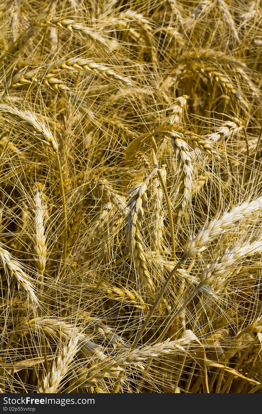 Closeup of a  field of wheat or corn. Closeup of a  field of wheat or corn