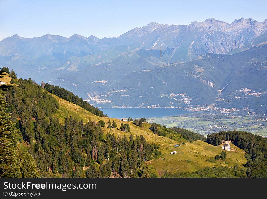 Trees in the mountains