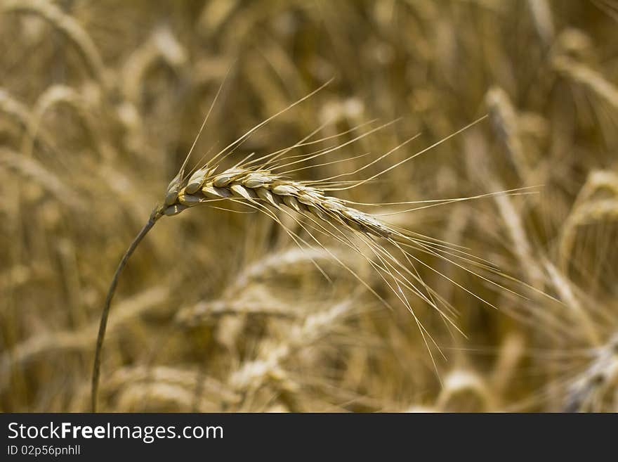 A piece of wheat or corn before the cornfield