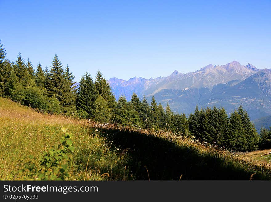 Trees in the mountains