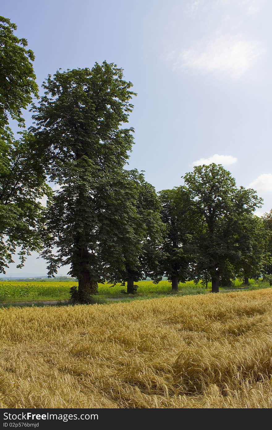 Cornfield under the summer sun with trees in between