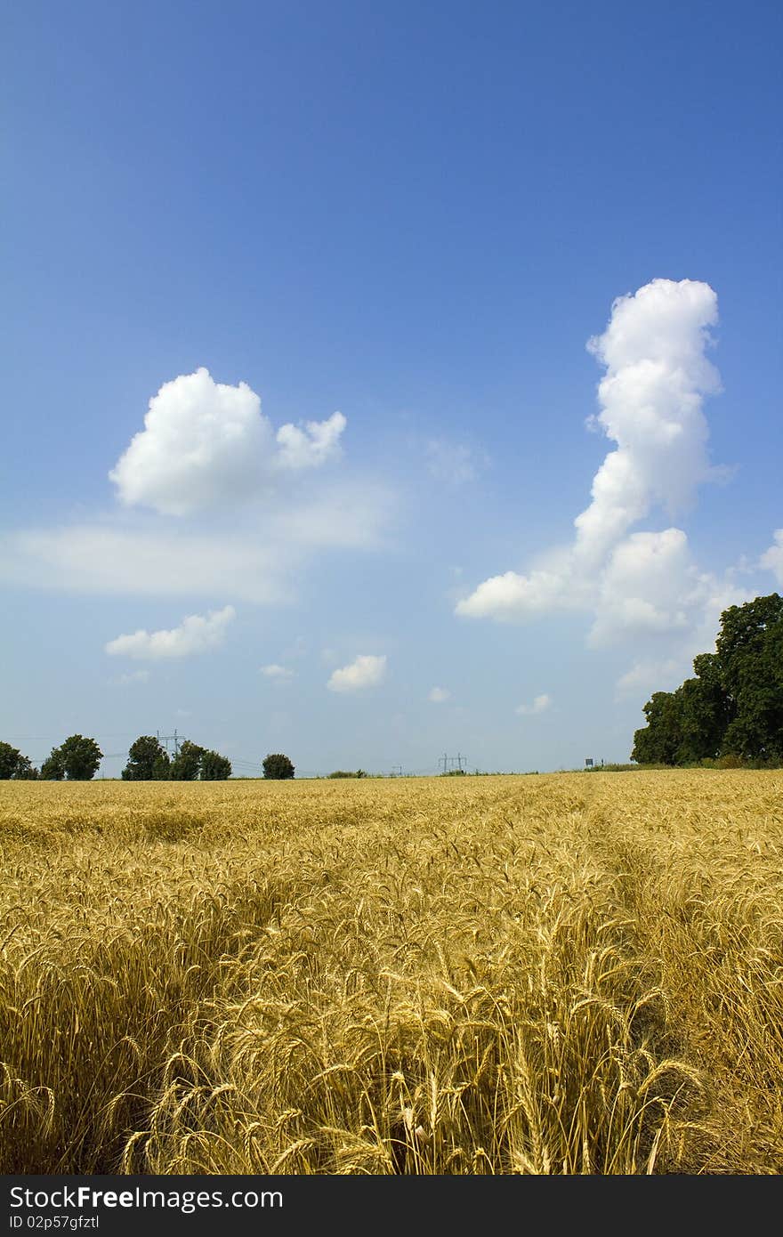 Cornfield under the summer sun with trees in between