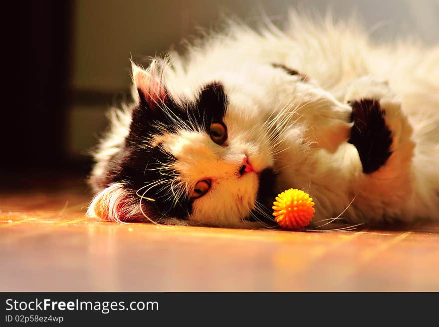 Long-haired black and white cat laying on the floor; cat hair is present on the floor. Long-haired black and white cat laying on the floor; cat hair is present on the floor