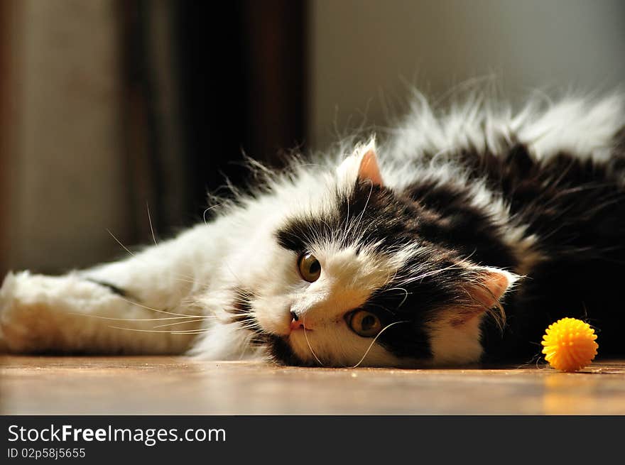 Long haired cat laying on the floor; cat hair is on the floor. Long haired cat laying on the floor; cat hair is on the floor