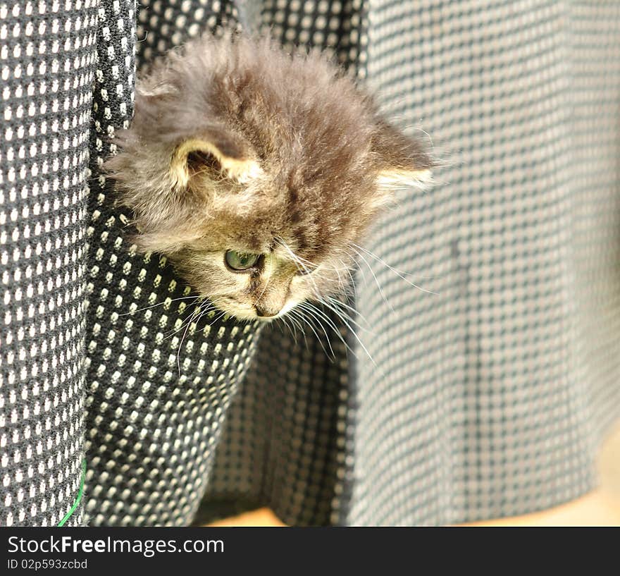 Kitten sitting in the pocket