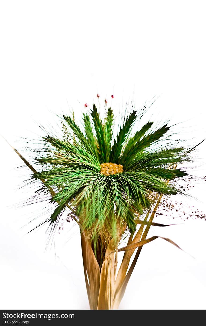 Flowers on white background - Asteraceae Bellidiastrum michelii