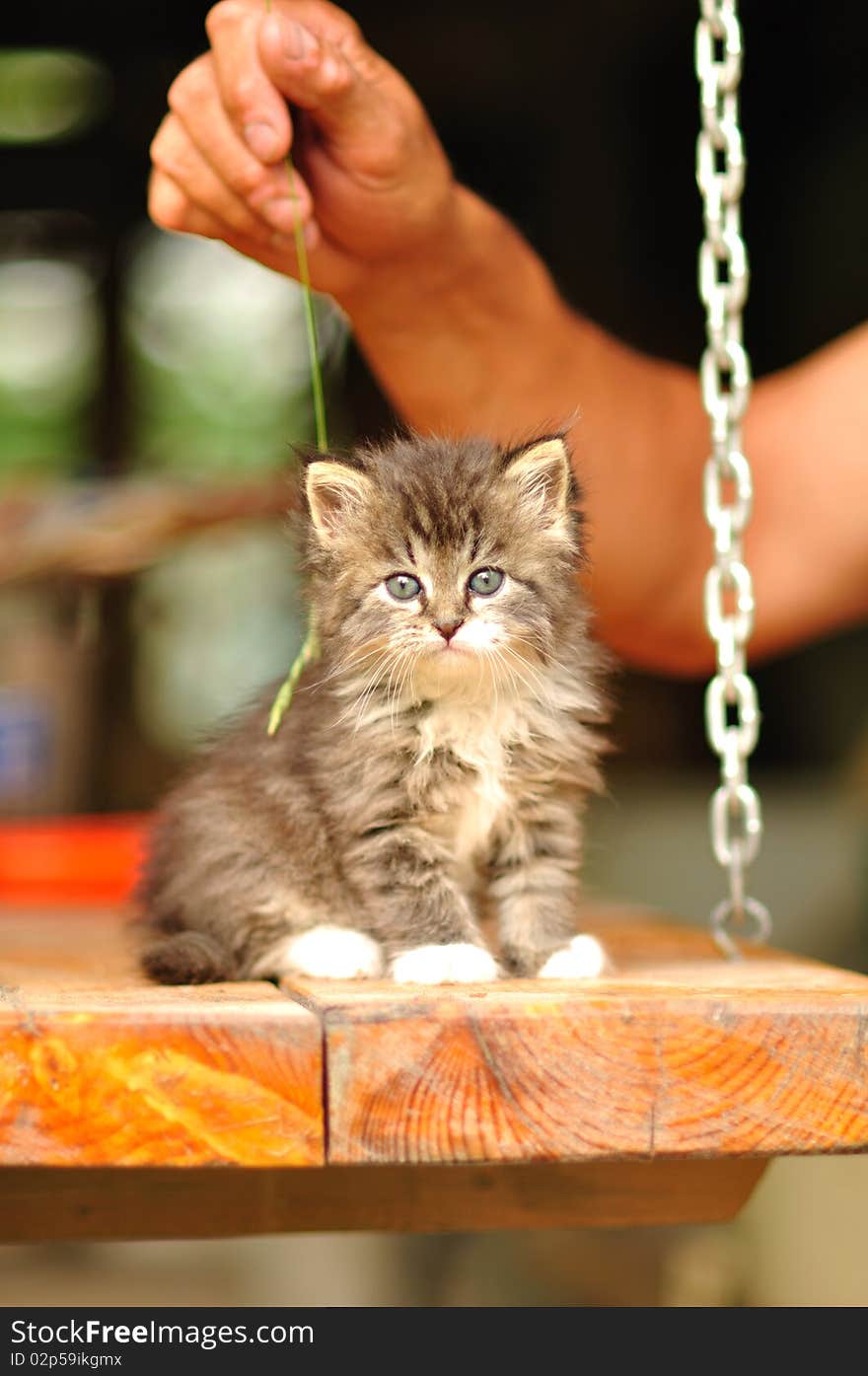 Kitten sitting on the table. Nearby there is a hand with a straw. Kitten sitting on the table. Nearby there is a hand with a straw